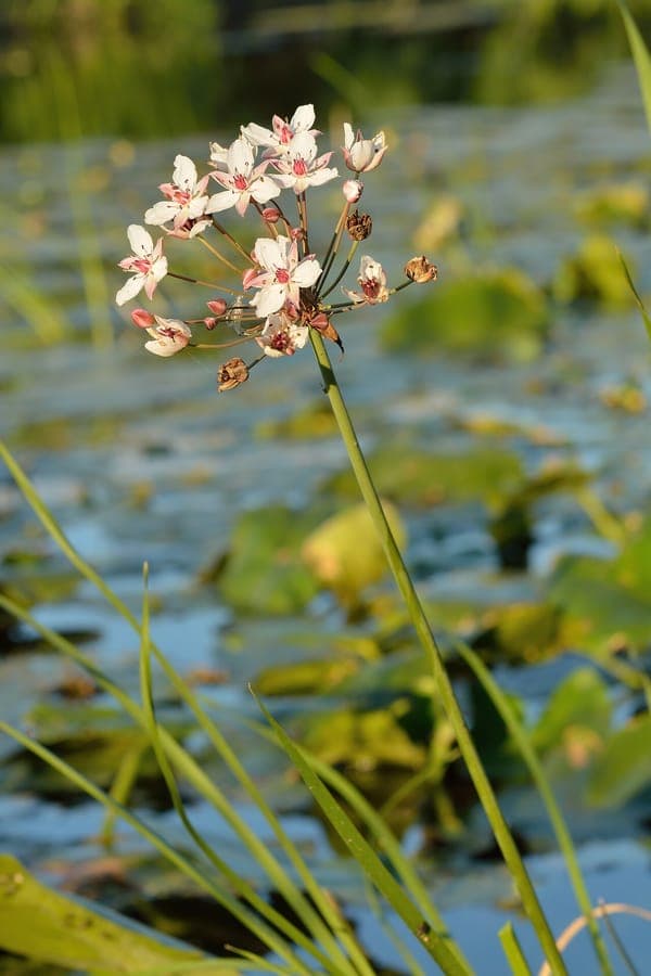 Zwanenbloem in volle bloei aan de waterkant met paarse umbelbloemen en smalle groene bladeren