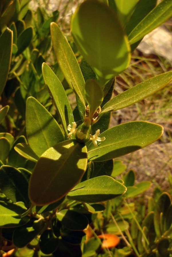 Buxus balearica im Garten, dichtes Laub und baumartige Form