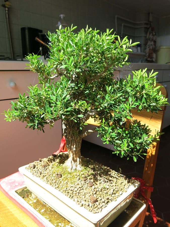 Buxus harlandii Harland-Buchsbaum mit feinem grünem Laub