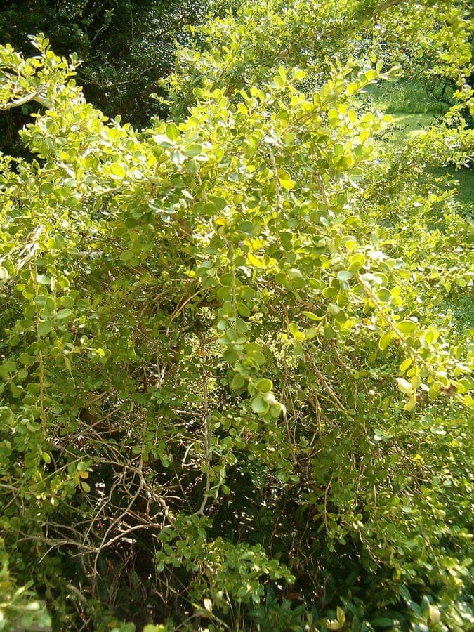 Buxus microphylla with characteristic small, glossy leaves