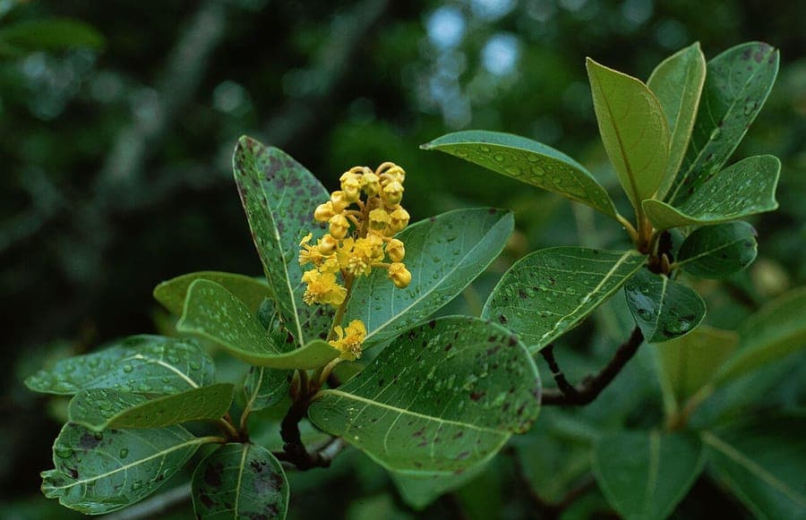 Byrsonima crassifolia with golden flowers and nance fruits