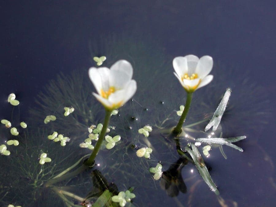 Cabomba caroliniana Haarnixe feine gefiederte Blätter unter Wasser