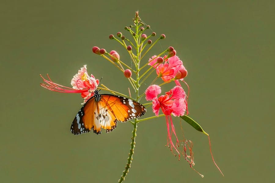 Caesalpinia pulcherrima rote und gelbe Bluten mit roten Staubgefassen