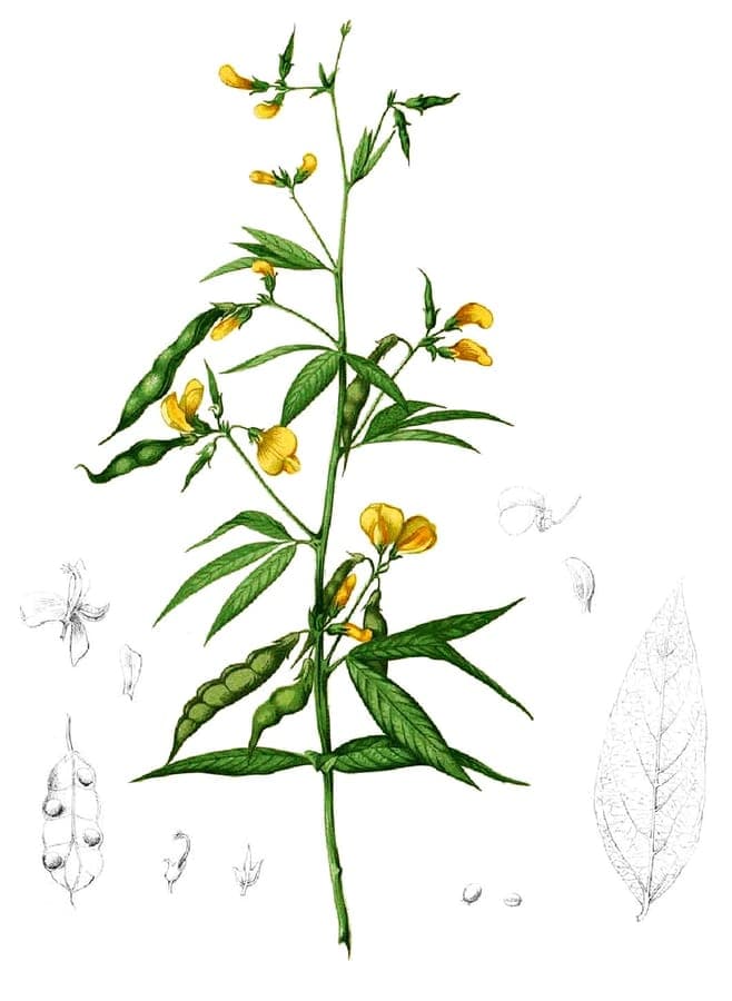 Pigeonpea (Cajanus cajan) crop plant