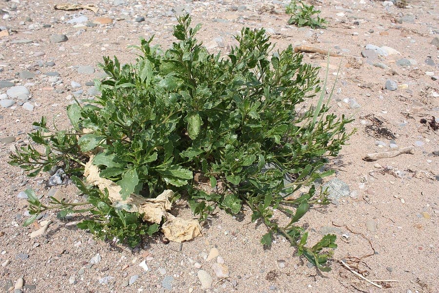 Cakile edentula American sea rocket flowering on a sandy coastal dune