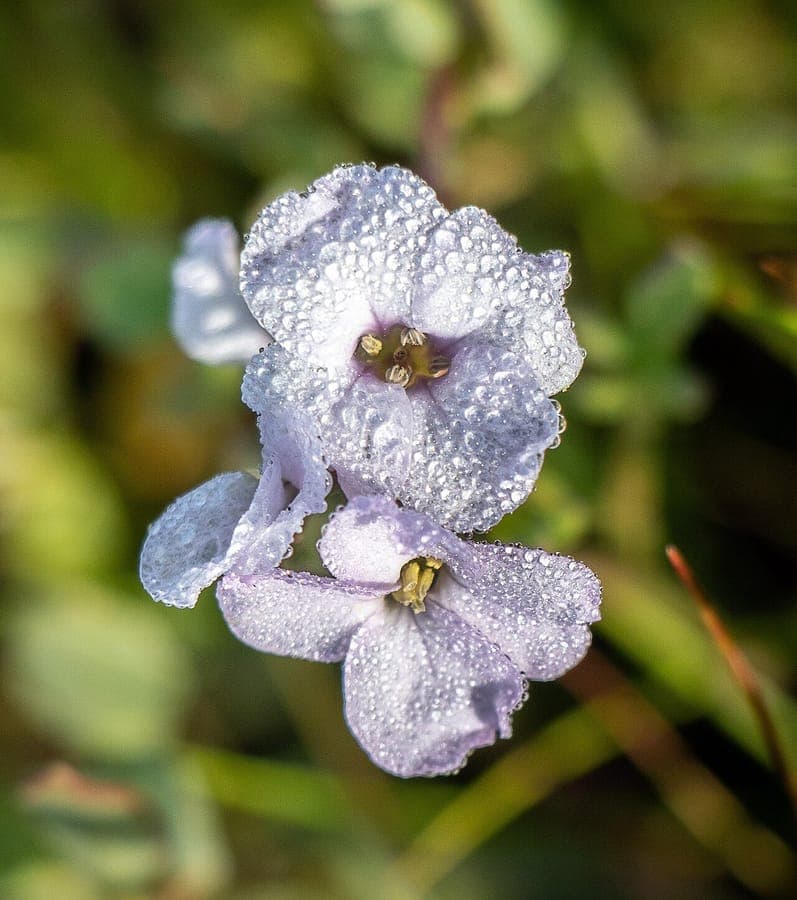 Sea rocket (Cakile maritima) displaying purple flowers and fleshy blue-green foliage