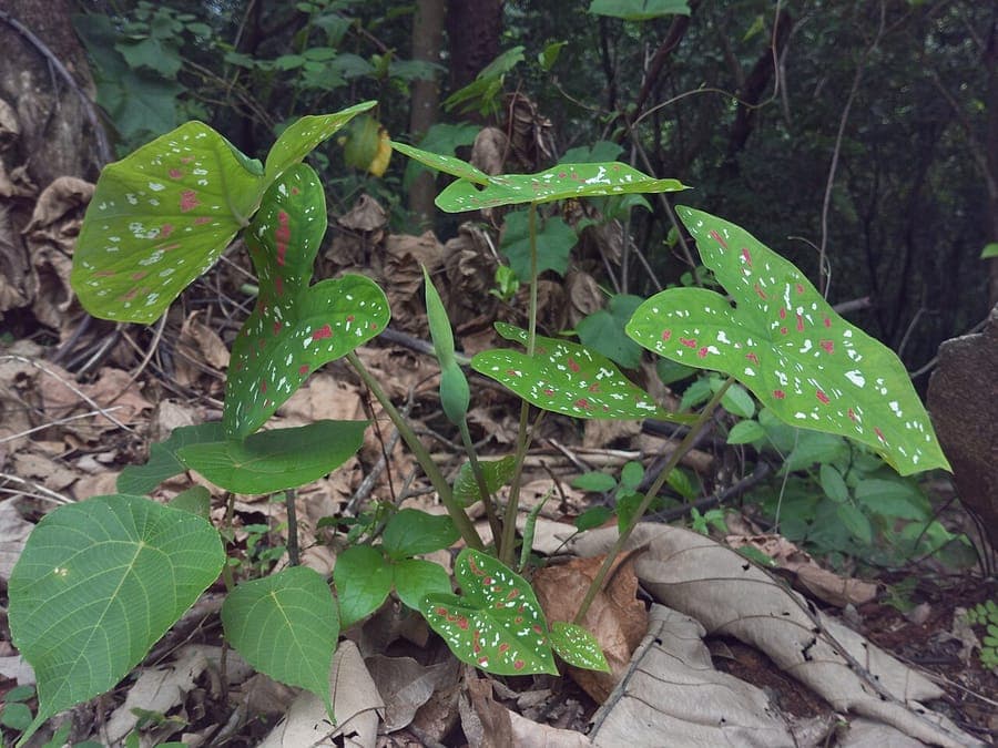 Caladium bicolor avec feuilles rouges et blanches