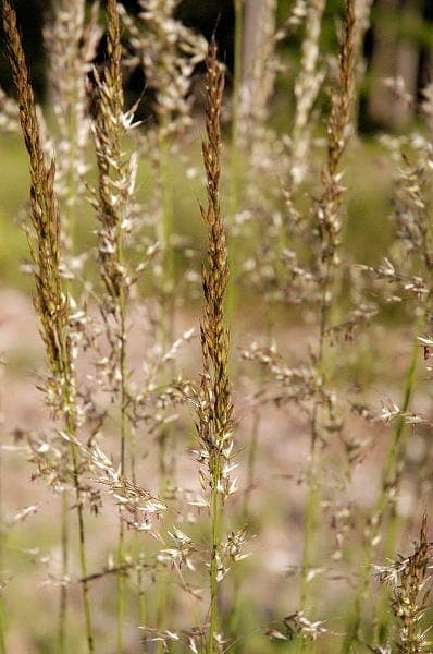 Korean feather reed grass in full bloom during late summer, showing airy plumes and upright growth