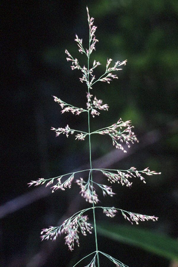 Calamagrostis canadensis Canada bluejoint met pluimen