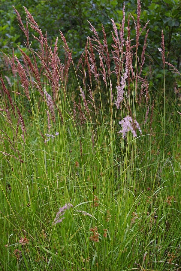 Purple smallreed in full bloom on a sunny summer day, with soft purple plumes rising above blue-green foliage