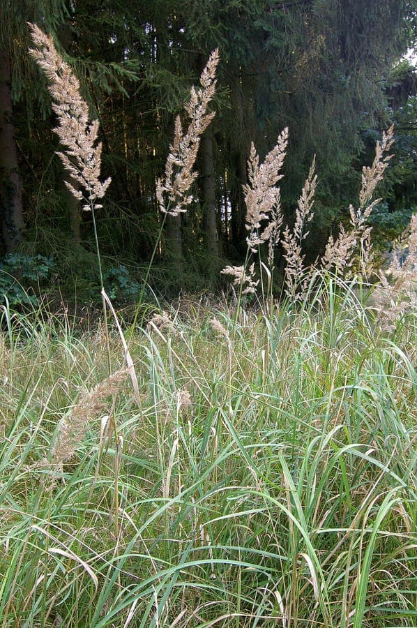 Land-Reitgras im Sommer in voller Blüte, mit aufrechten silbrig-lila Rispen über blaugrünem Laub.