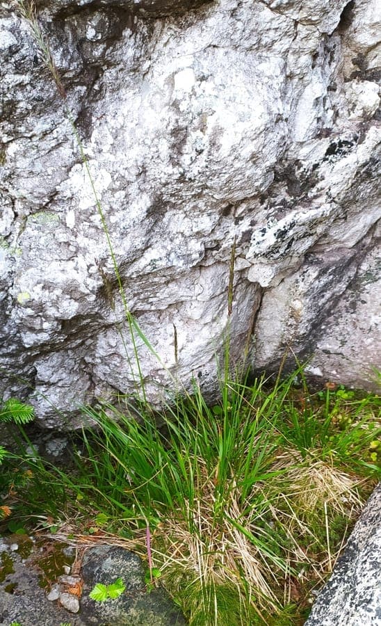 Laplandse Rietkruipgras in zijn natuurlijke habitat