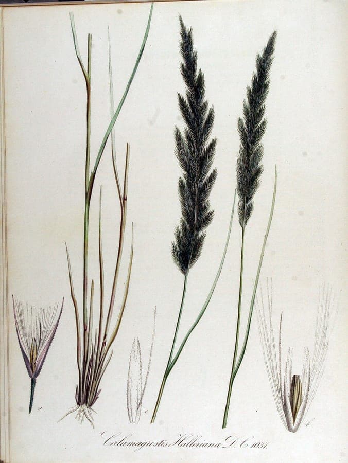 Coastal small-reed in full bloom along a muddy riverbank in late summer