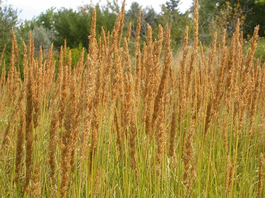 Moor-Reitgras (Calamagrostis stricta) im Spätsommer mit silbrigen Blütenstände an einem sonnigen Feuchtbiotop