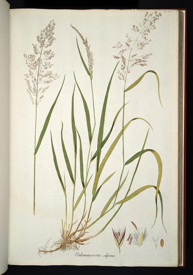 Calamagrostis villosa met fijne zilverwitte pluimen