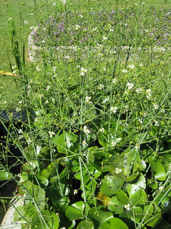 Caldesia parnassifolia met hartbladerig loof in wateromgeving