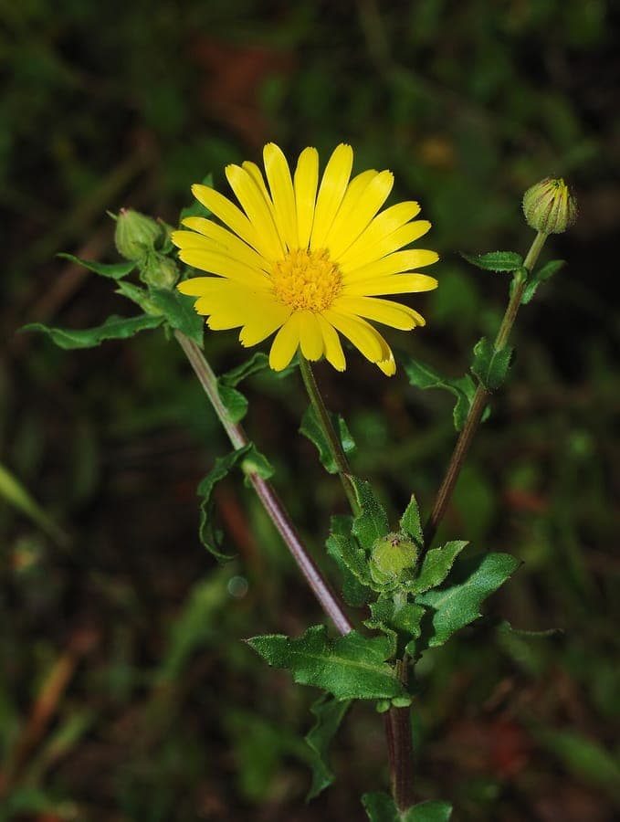 Akkergoudsbloem met gele bloemen
