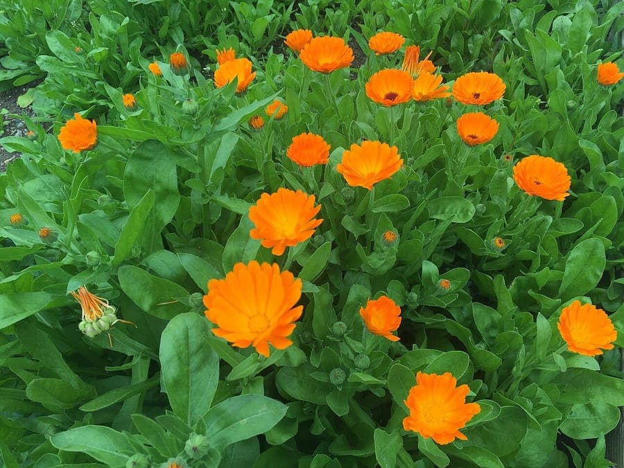 Des fleurs vives de souci en plein épanouissement, dans une plate-bande ensoleillée.