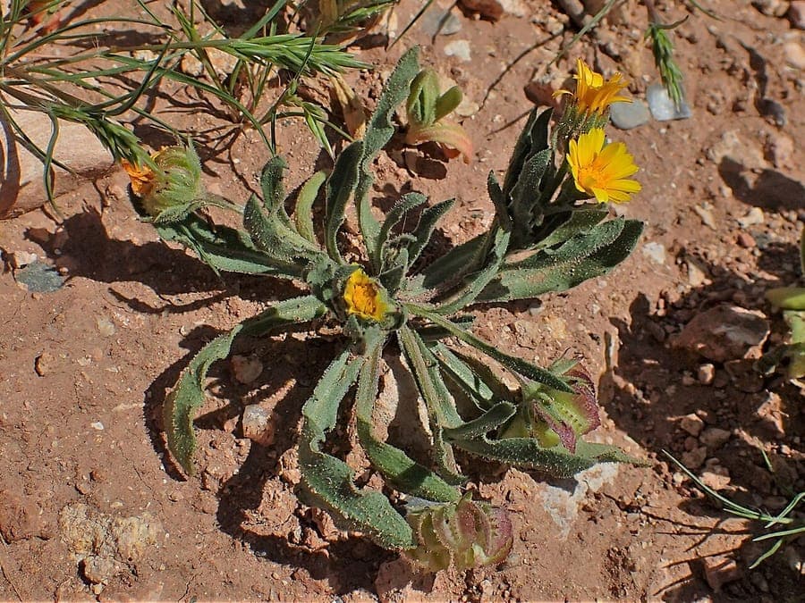 Calendula tripterocarpa plant met gele bloemen en karakteristieke drie-vleugelige zaaddozen
