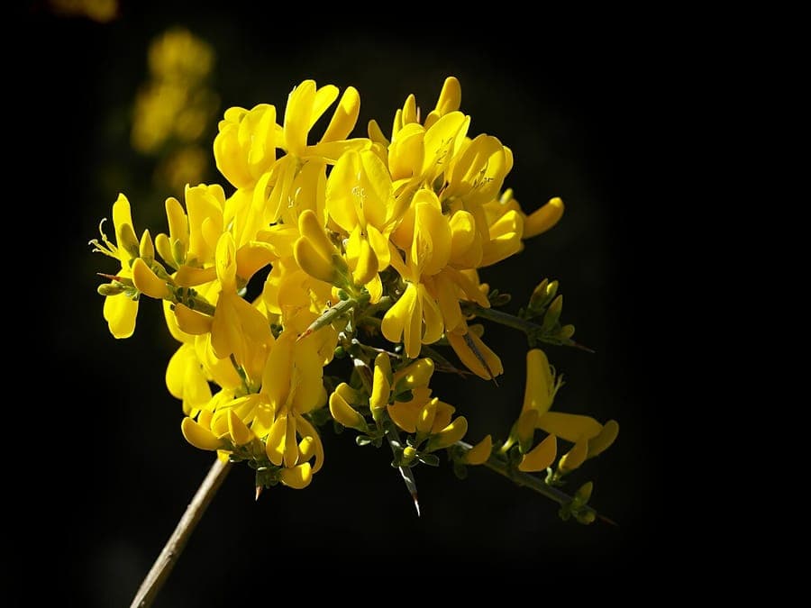 Thorny broom with yellow flowers and characteristic spines