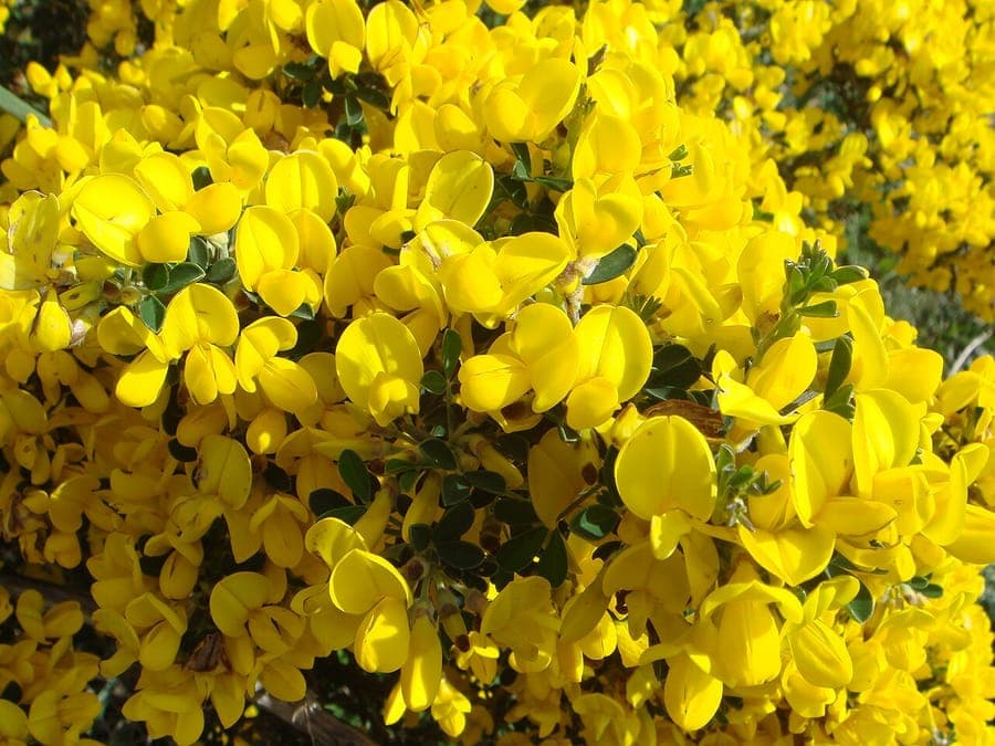 Calicotome villosa with bright yellow flowers and thorns