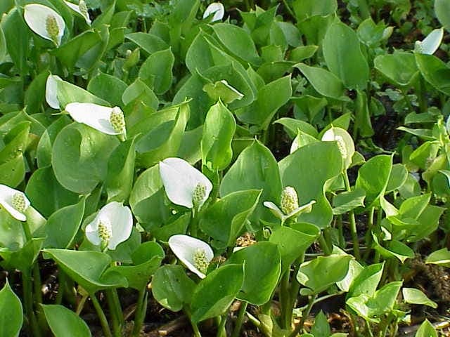 Wild calla in full bloom along a pond edge during summer