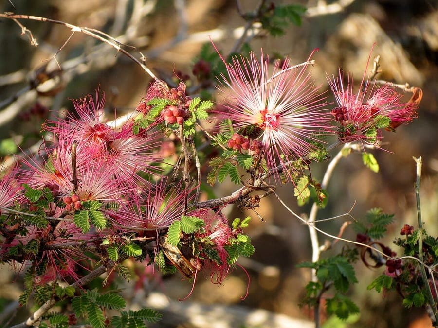 Calliandra eriophylla with fluffy pink-purple powder puff blooms in full flower