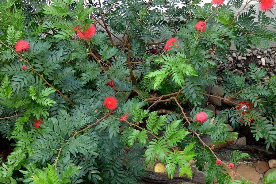 Red powderpuff flowers in full bloom