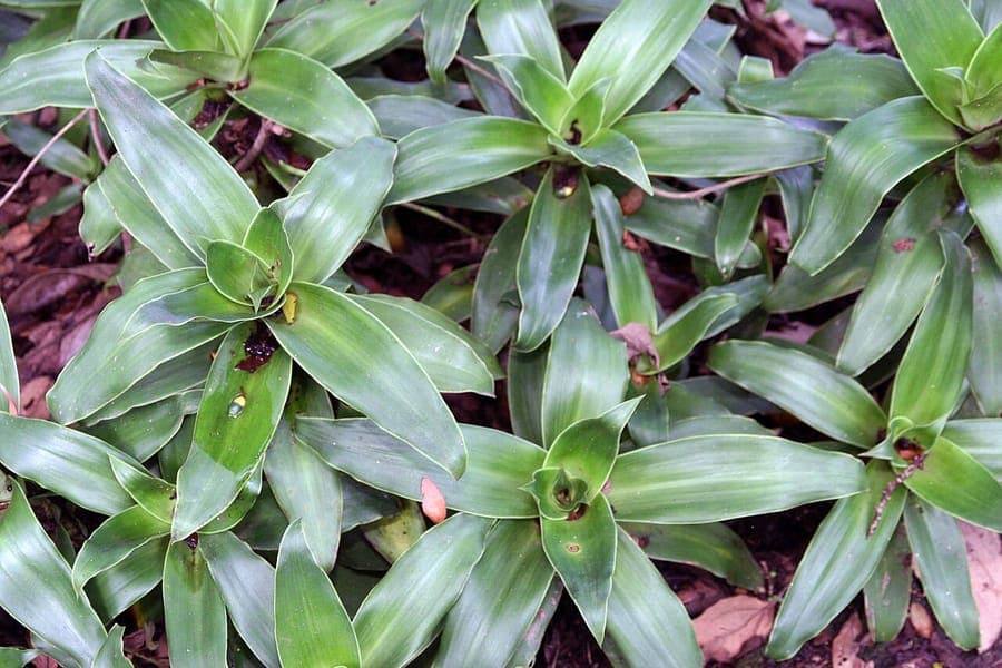 Basketplant met groene, fragile bladeren
