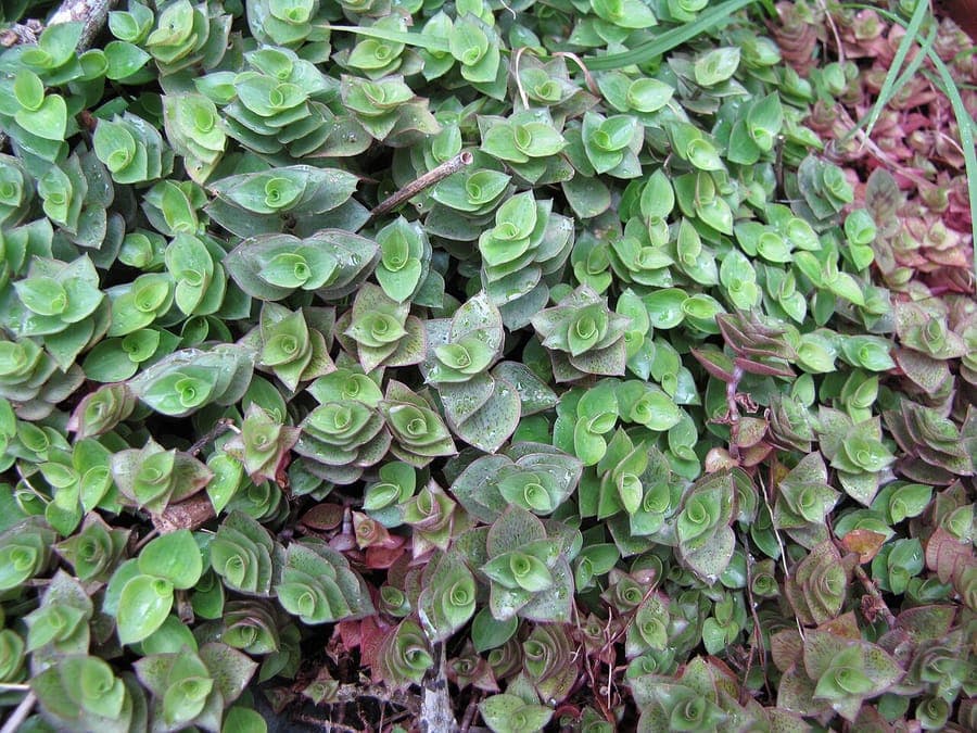 Callisia repens with graceful trailing stems and fine mint-green foliage