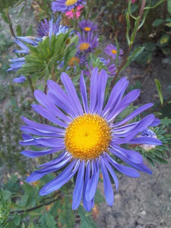 Callistephus chinensis mit vollstandig geoffneten Bluten in verschiedenen Farben