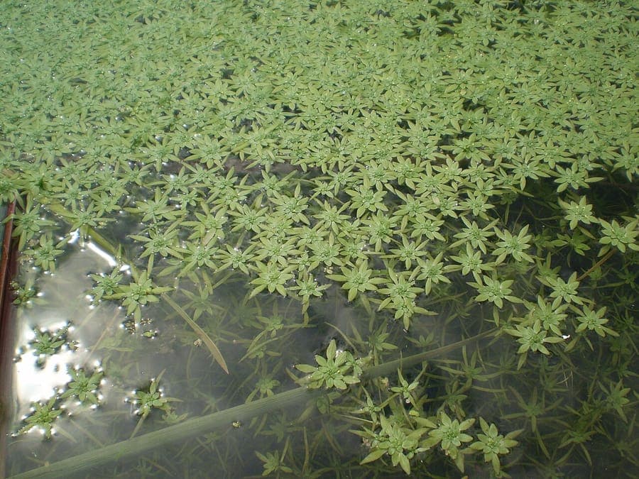 Callitriche cophocarpa growing as a submerged aquatic plant in clear water with surface rosettes