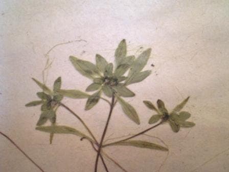 Narrowleaf water-starwort in clear water with fine green foliage submerged and floating.