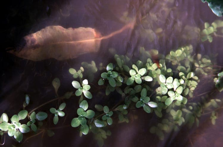 Starwort growing in clear pond water with soft green leaves arranged in a star-like pattern