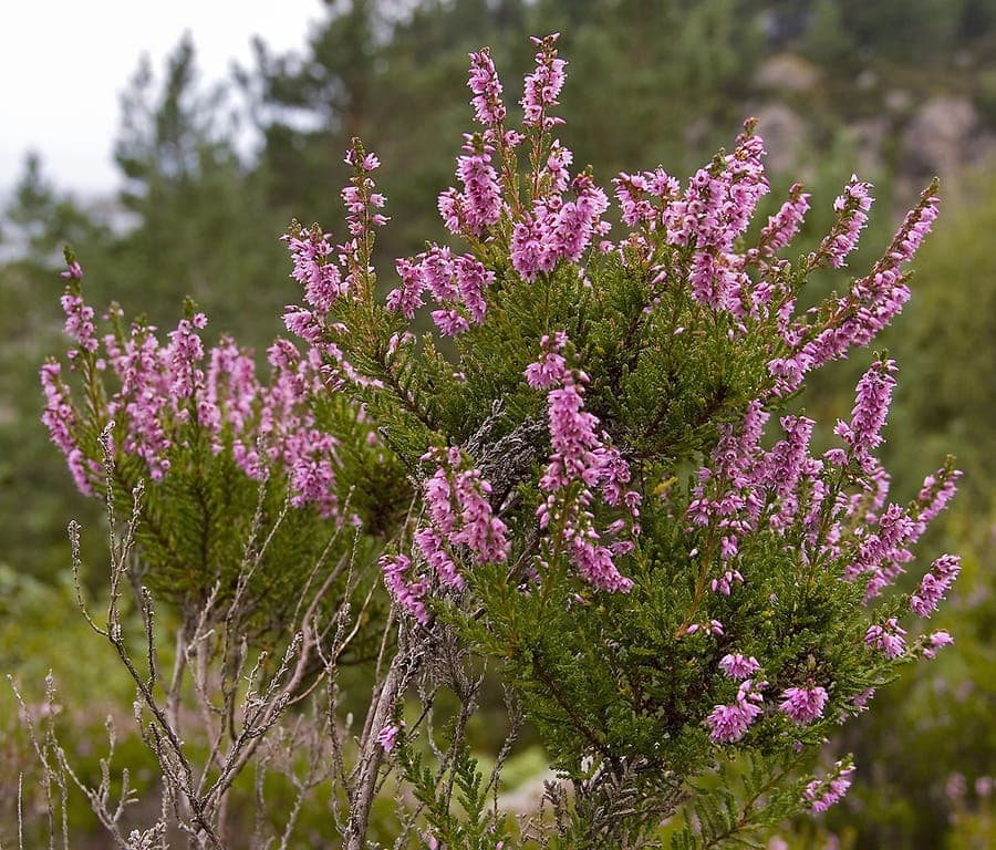 Struikhei in volle bloei met paarsrode bloemen tegen een achtergrond van groenblijvende takken