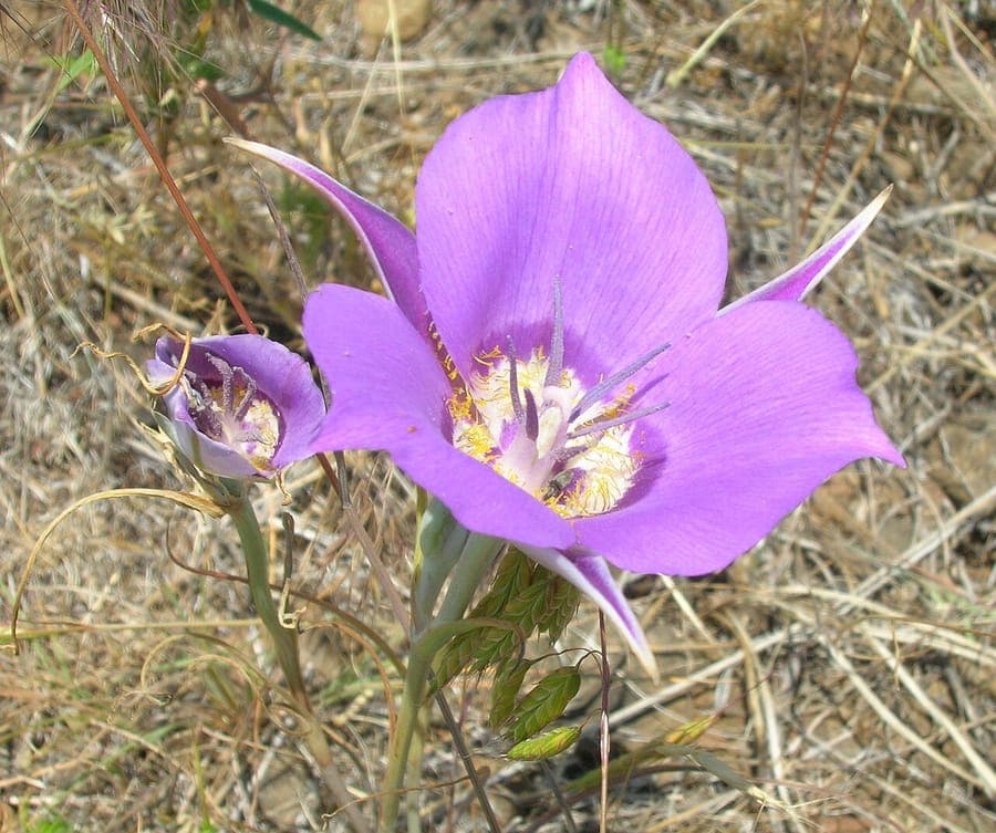 Calochortus macrocarpus displaying lavender-purple petals with a central green band in full bloom