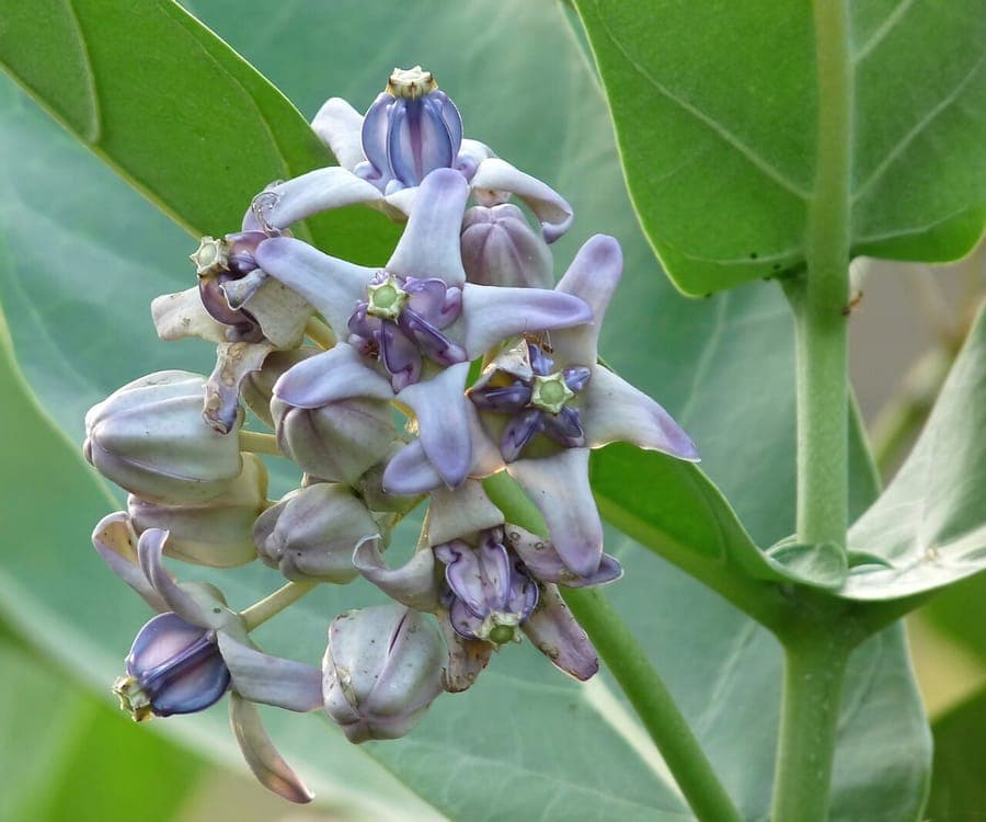 Calotropis gigantea met grote roze bloeiwijzen
