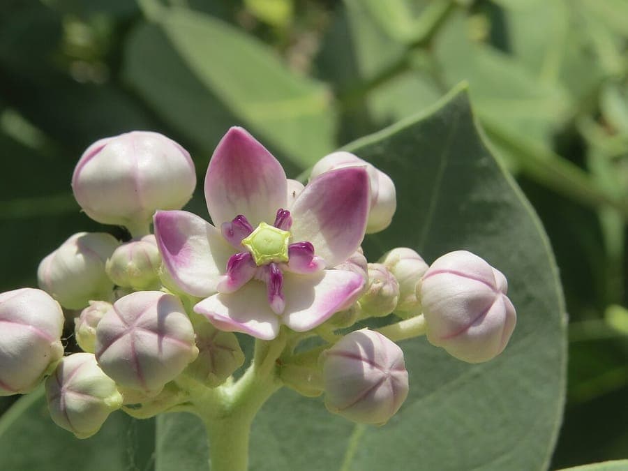 Purple and pink Calotropis flowers with yellow center