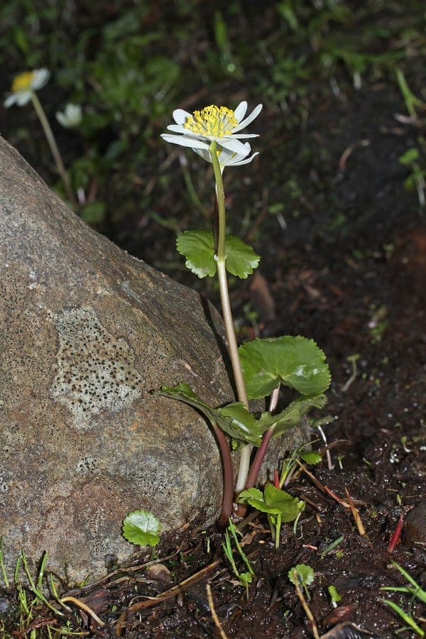 Weiße Bluten von Caltha leptosepala in Bergwiese