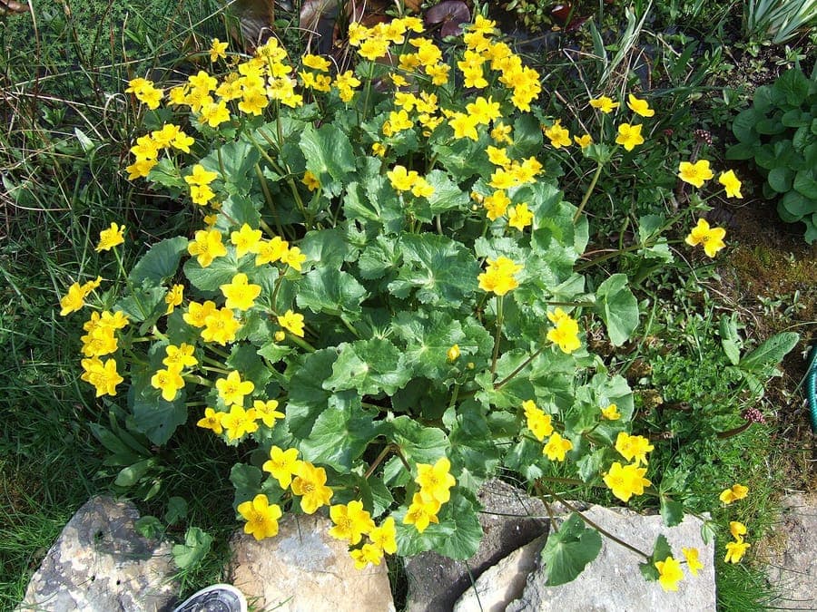 Gouden dotterbloemen bloeien in een vochtige, licht beschaduwde hoek van een tuin met mosbedekking en kleine struiken.