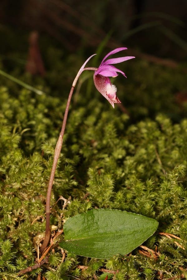 Calypso bulbosa orchid displaying distinctive pink-red flower with marked labellum in forest setting