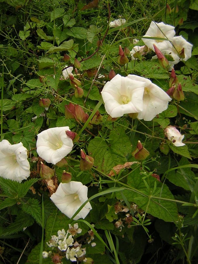 Calystegia silvatica with large white flowers and vine-like growth habit