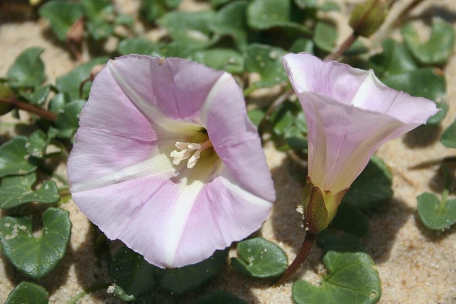 Calystegia soldanella in volle bloei op een zandduin met zachtblauwe tinten en paarse bloemen