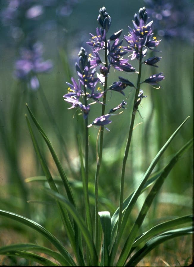 Camassia quamash avec fleurs bleues en grappes denses