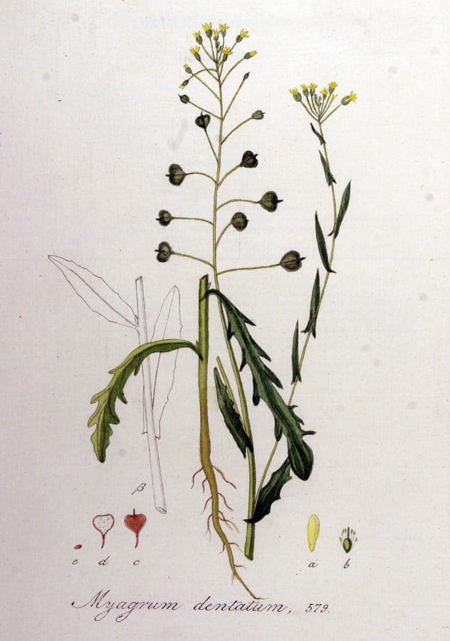 Caméline Alysson en floraison
