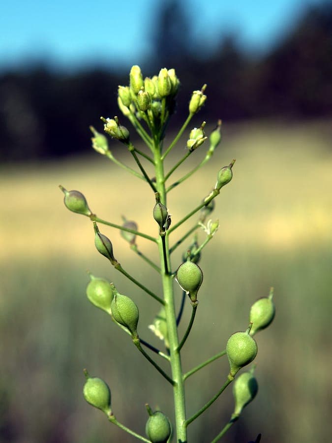 Lesser gold-of-pleasure (Camelina microcarpa) displaying small yellow flowers and distinctive seed pods on fine foliage