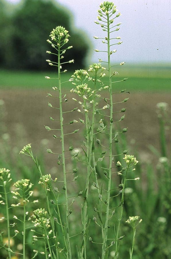 Caméline en fleur au milieu d'un champ ensoleillé