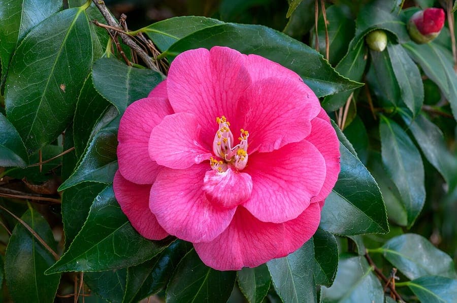 Rose-red camellia bloom with glossy dark green foliage in soft winter light