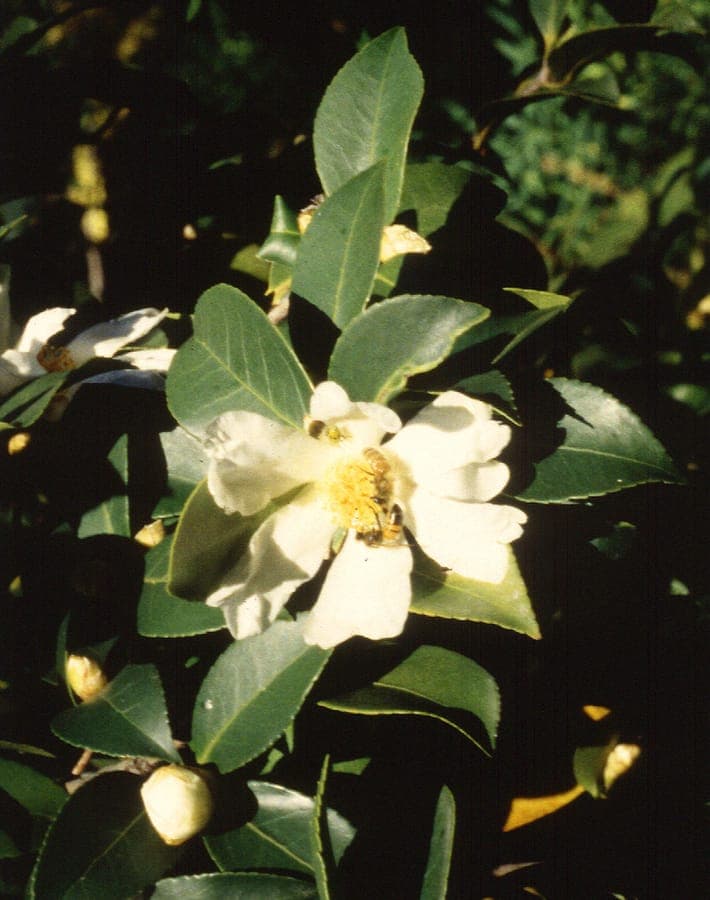 Camellia oleifera met witte bloemen en glanzend groen blad