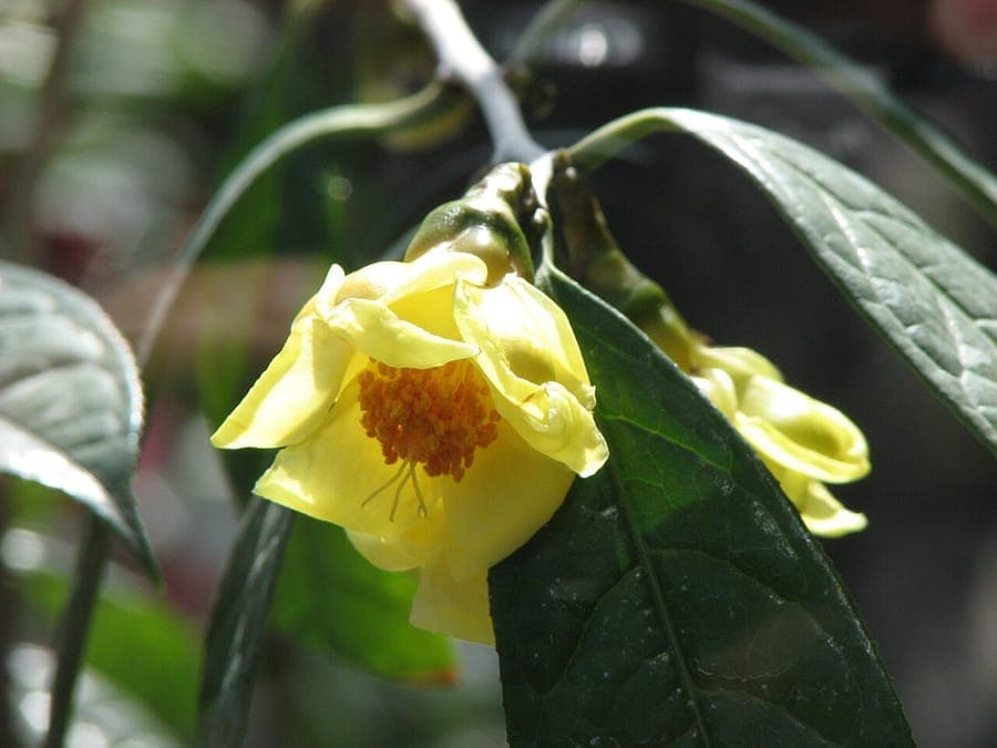 Camellia petelotii mit golden gelben Blüten